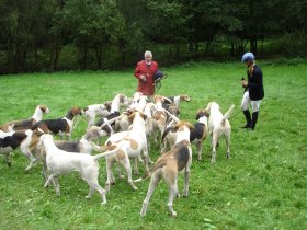 Jagdhunde der Taunusmeute