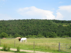 großflächige Weiden und Koppeln, die direkt an den Hof angrenzen